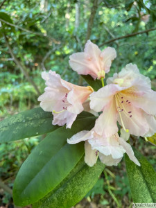 Rhododendron Gloria                    